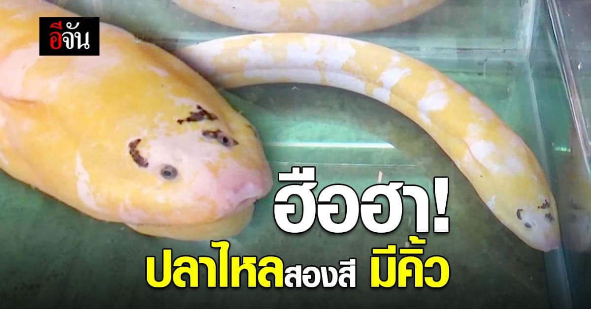 ฮือฮา ปลาไหลสุดแปลกสองสี มีคิ้วเด่นชัด ทำให้ดูน่ารัก