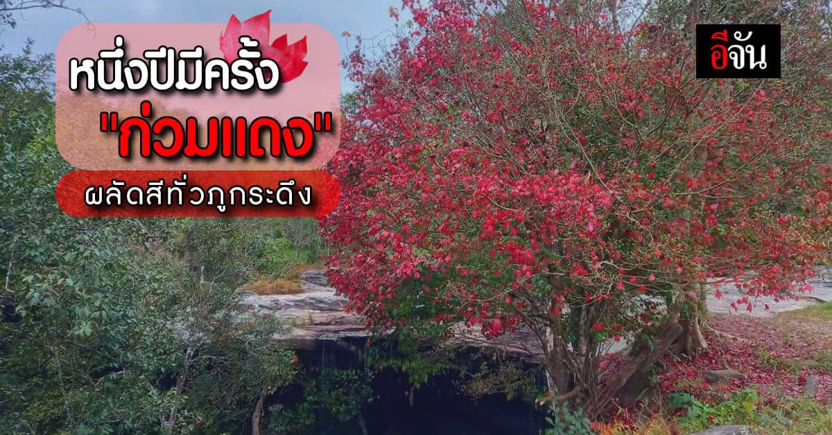 ต้นเมเปิ้ลหรือ“ก่วมเเดง” สาดสีสดใสสวยงาม ณ ภูกระดึง