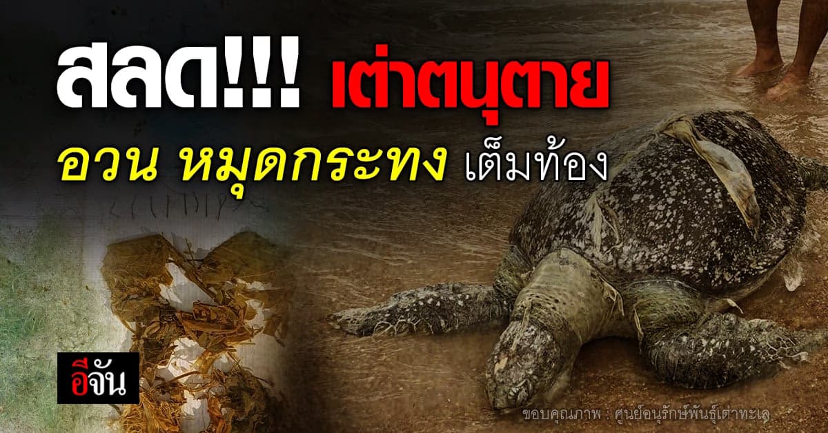 เต่าตนุ อายุ 20 ปี เกยตื้นตาย ชันสูตรพบ ขยะทะเล เต็มท้อง