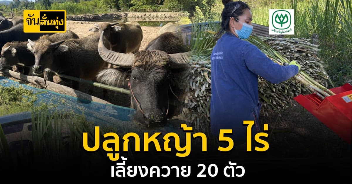 เลี้ยงควาย 20 ตัวกับปลูกหญ้า 5 ไร่ ประหยัดค่าใช้จ่ายได้เยอะ