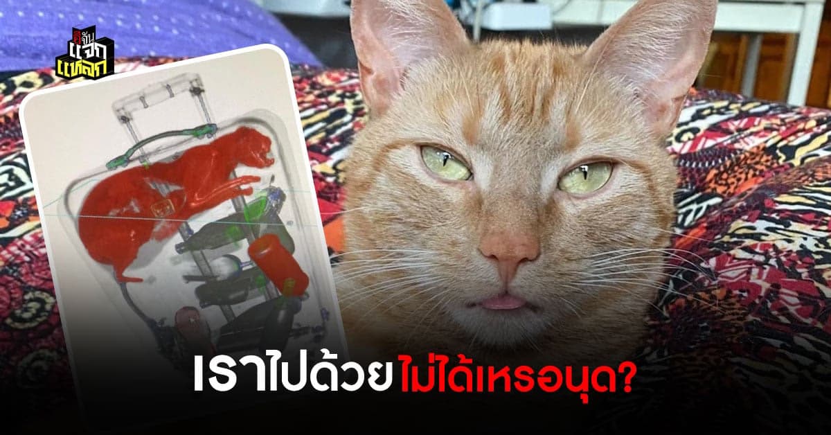สุดจะปัง ทาสเเมวอึ้ง เจ้าแมวตัวดีเเอบในกระเป๋าเดินทาง สเเกนเจอสนามบิน