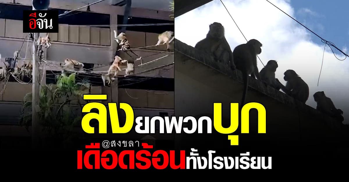 ลิงเขาน้อย ยกพวกบุกโรงเรียน สร้างความเดือดร้อน