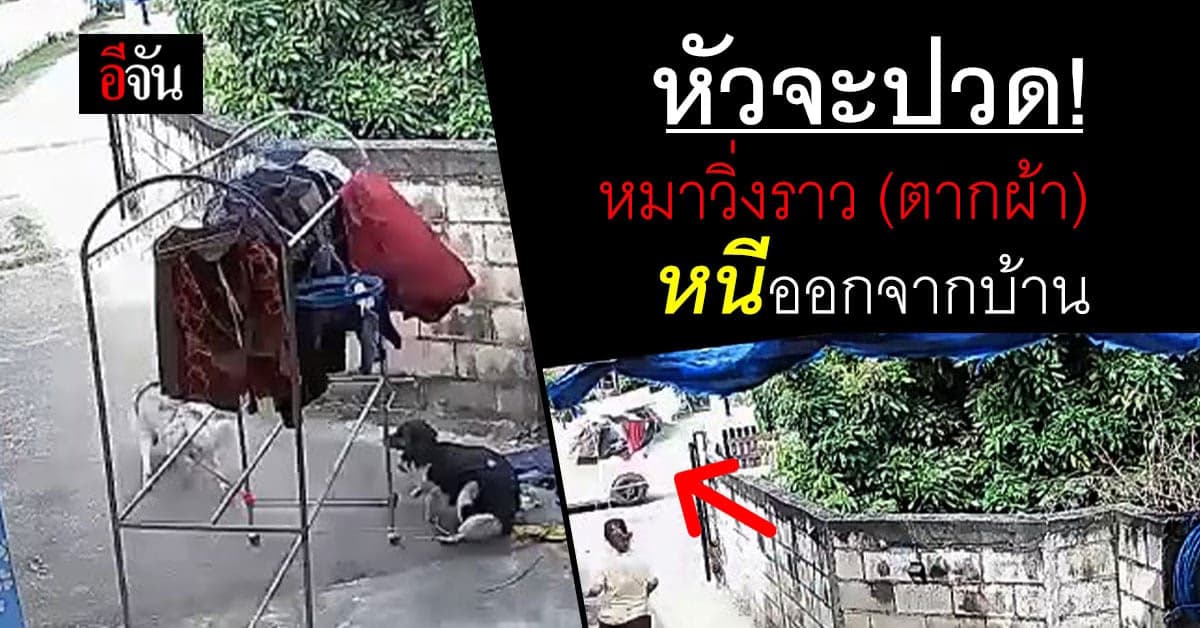 เจ้าของหัวจะปวด ไซบีเรียตัวแสบ วิ่งราวตากผ้า หนีออกจากบ้าน