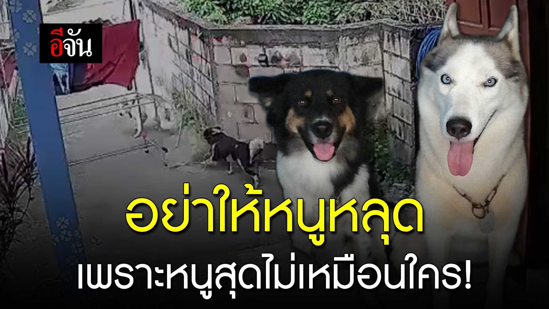 🎬 อย่าให้หนูหลุด เพราะหนูสุดไม่เหมือนใคร!