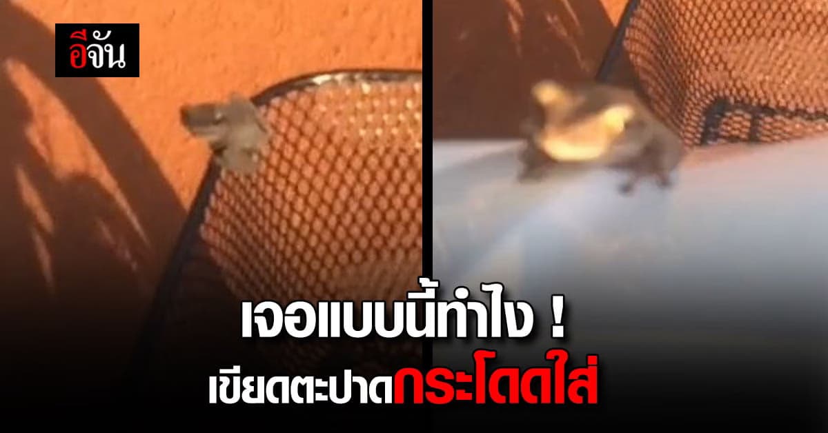 เจอแบบนี้ย่านมั้ยคะ? เขียดตะปาด กระโดดใส่