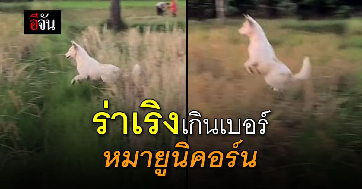 ชั่วโมงนี้ต้องยกให้เขาเลย เจ้าโบ้โพนี่ดีดไม่มีใครเกินจริงๆ