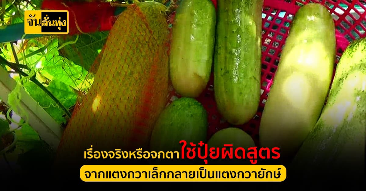 ชาวบ้านใช้ปุ๋ยผิดสูตรเป็นเหตุ ได้แตงกวาพันธุ์เล็ก ลูกใหญ่หนัก 2 กิโล