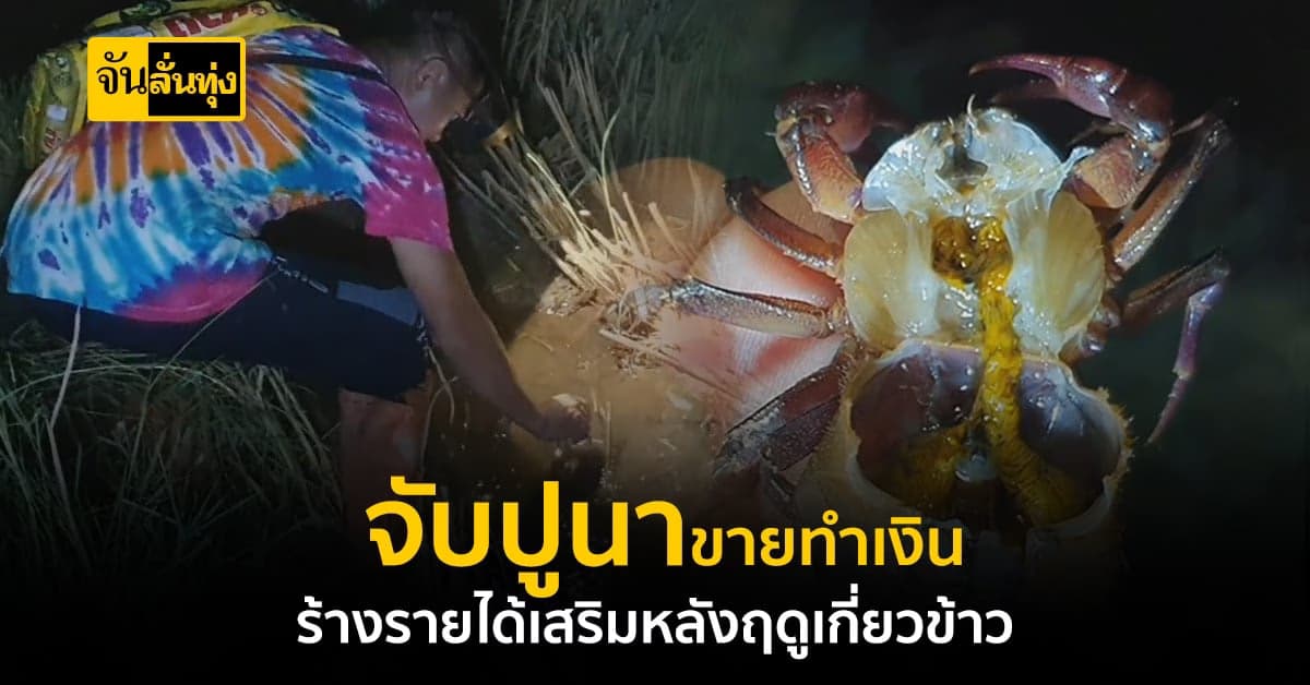 โคราช ชาวบ้านชวนกันออกไป จับปูนา สร้างรายได้เสริม