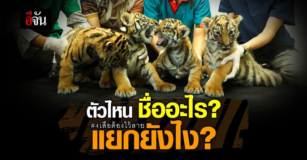 4 เสือของกลาง เกือบถูกขาย เเยกยังไง ชื่ออะไร เหมือนกันเหลือเกิน