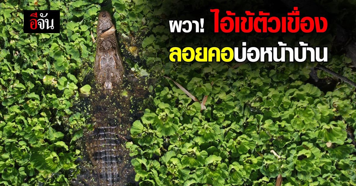 ชาวบ้านผวา จระเข้ ลอยคอบ่อหน้าบ้าน เร่งประสานหน่วยงานช่วยจับออกจากบ่อ