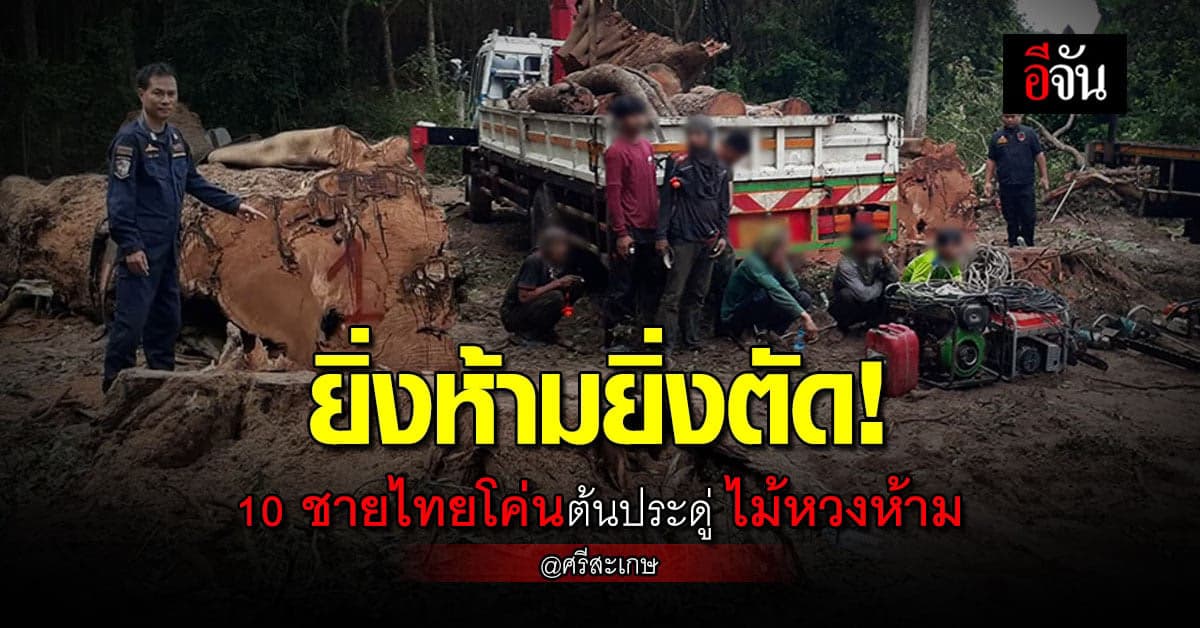 ไทยทำเอง! ลอบตัดไม้หวงห้าม ซื้อจากชาวบ้านก่อนโค่น รวม 26 ท่อน