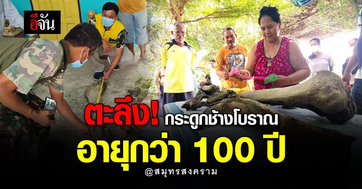 กระดูกช้าง อายุกว่าร้อยปี โผล่ ที่สมุทรสงคราม ชาวบ้านเชื่อ มาให้โชค