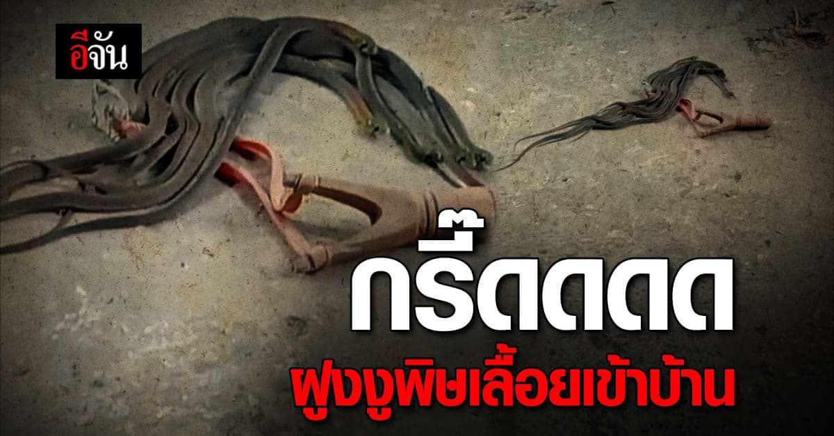 ขนลุก! ฝูงงูพิษเลื้อยเข้าบ้าน เจ้าของบ้านกระโดดหนีแทบไม่ทัน