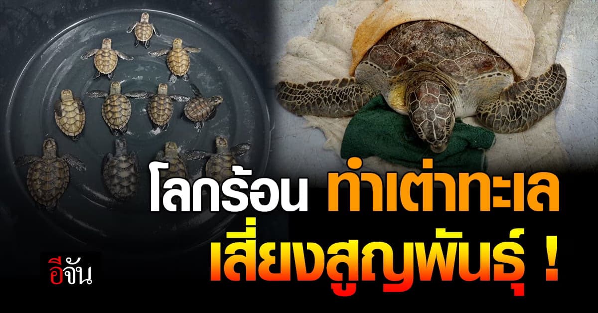 ภาวะโลกร้อน ส่งผลร้ายแรง ทำเต่าทะเลเสี่ยงสูญพันธุ์