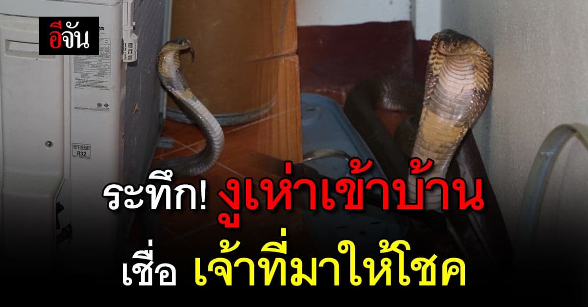 สาวอ่างทอง ผวา งูเห่าเข้าบ้าน โชคดีแมวเห็นก่อน เชื่อ เจ้าที่มาให้โชค