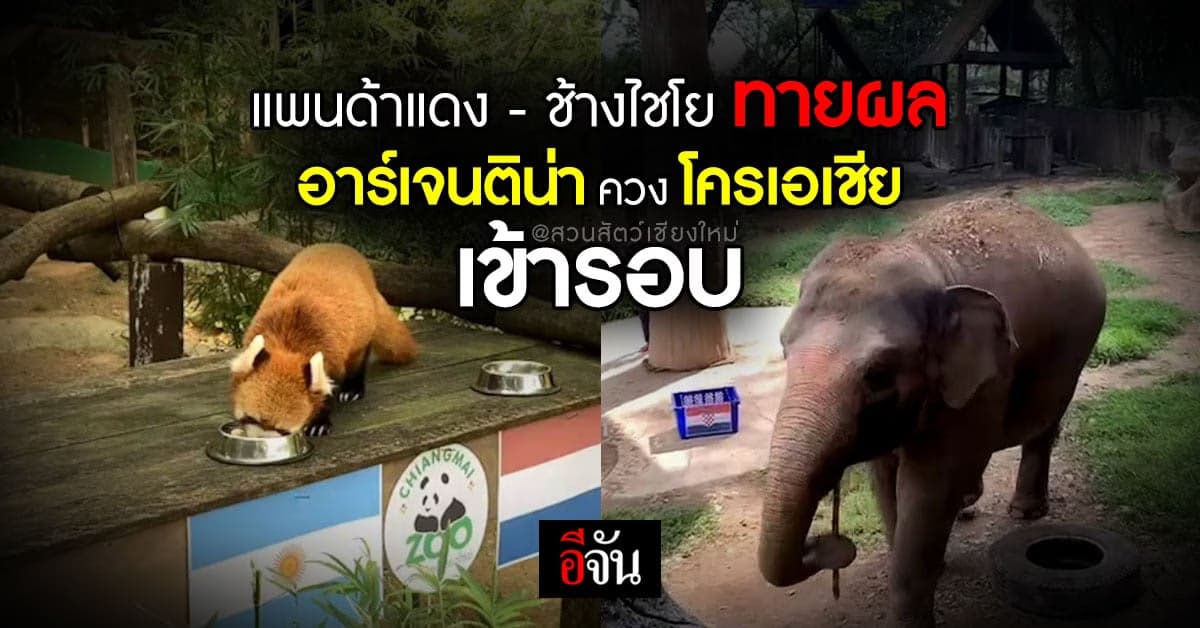 แพนด้าแดง-ช้างไชโย ร่วมทายผล อาร์เจนติน่า ควง โครเอเชีย เข้ารอบ 8 ทีม