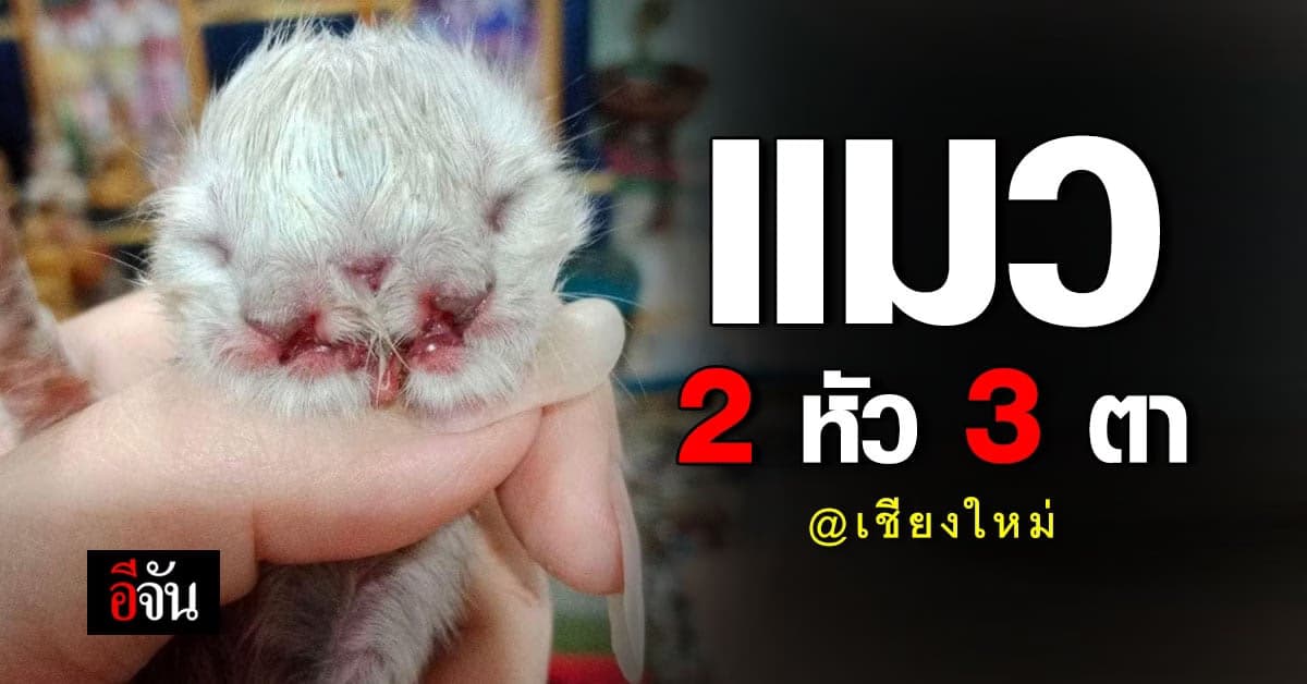 สุดแปลก แมว 2 หัว 3 ตา เกิดที่ เชียงใหม่
