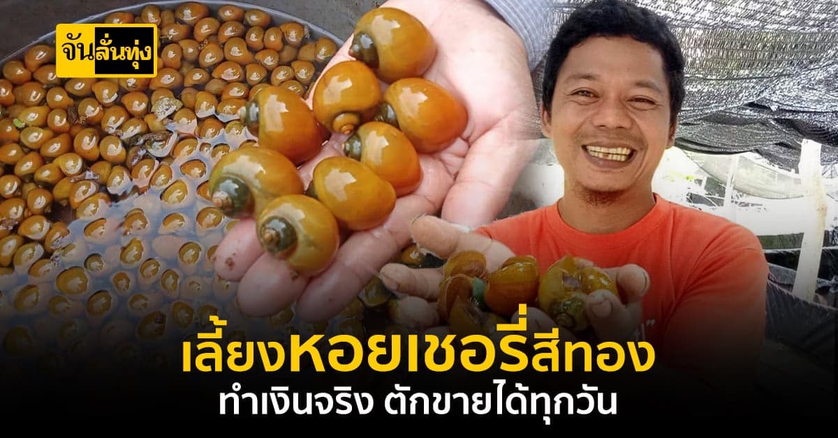 หอยเชอรี่สีทอง สร้างเงินได้กว่าเดือนละ 30,000 บาท