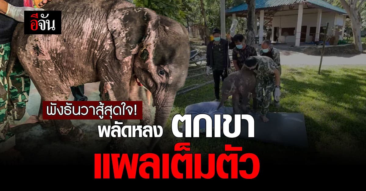 สุดสงสาร! พังธันวา ลูกช้างป่าพลัดหลงตกเขา เฝ้าดูอาการใกล้ชิด