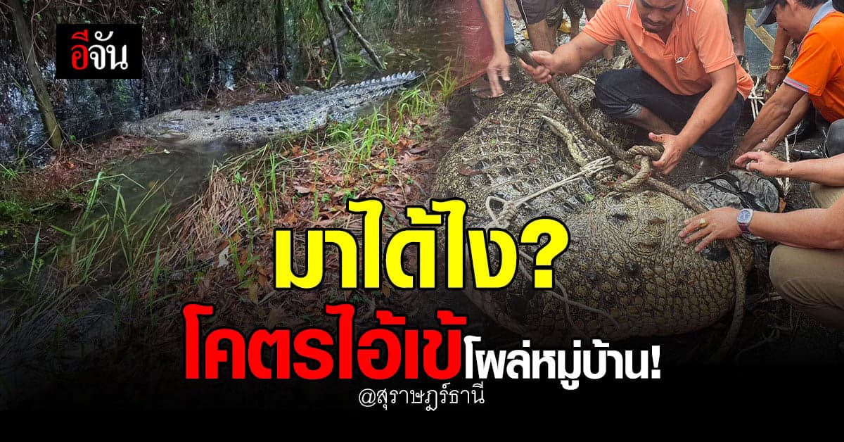 ชาวบ้านผันตัวเป็นไกรทอง บุกจับชาละวันตัวบิ๊กบึ้ม