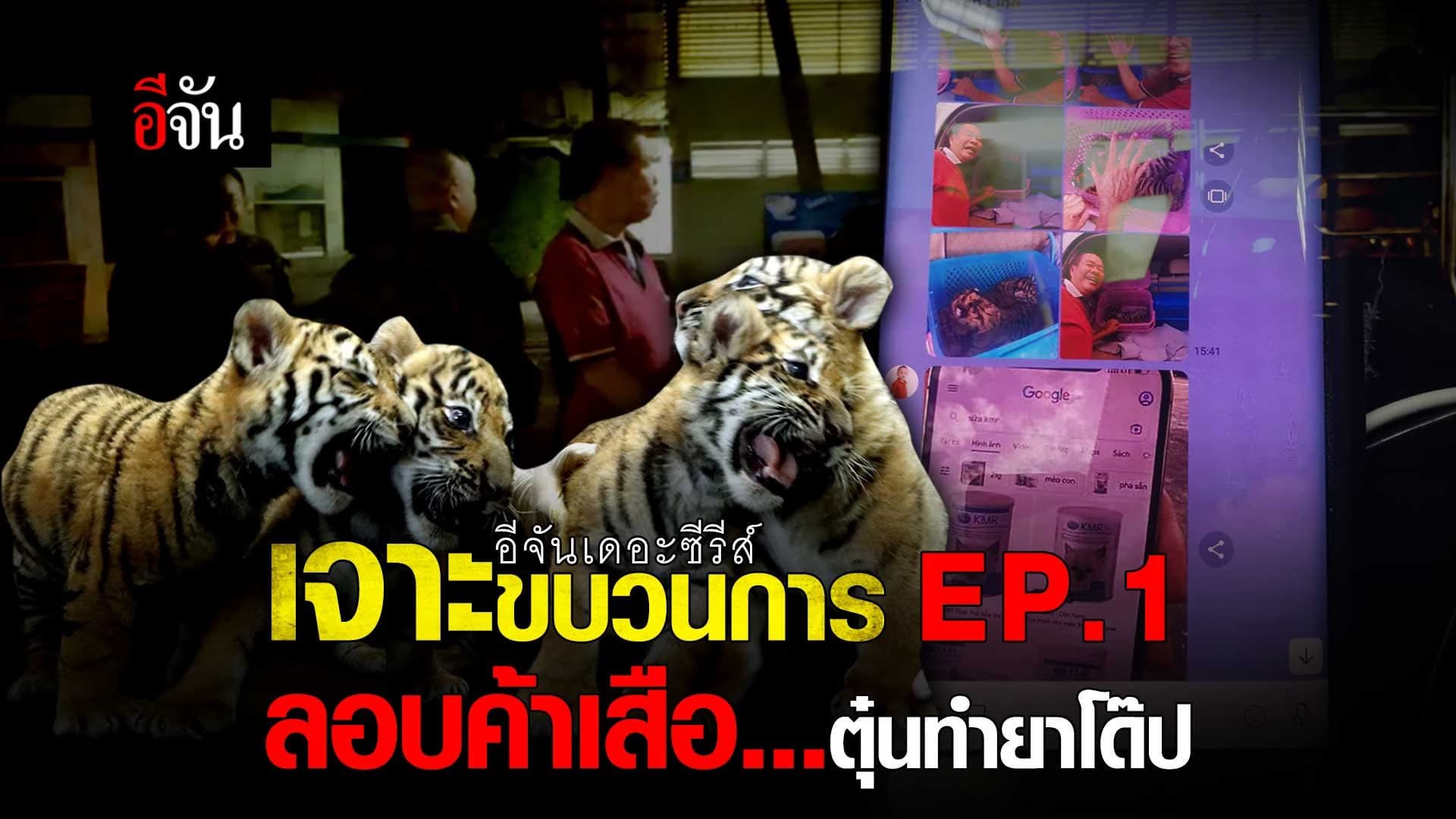 🎬 เจาะขบวนการ ลอบค้าเสือ…ตุ๋นทำยาโด๊ป EP.1