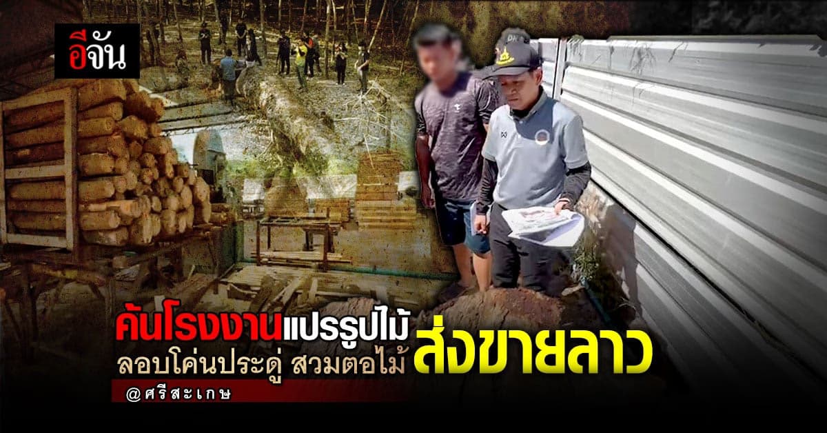 เหิมเกริม! คนไทยรับใบสั่งจากคนลาว ลอบตัดไม้ประดู่ ในเขตป่าอนุรักษ์