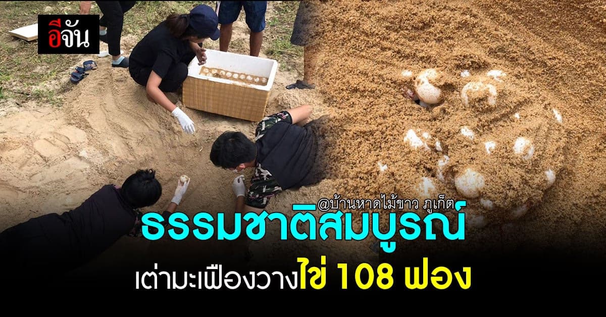 ชาวบ้านหาดไม้ขาว พบ เต่ามะเฟืองวางไข่ 108 ฟอง