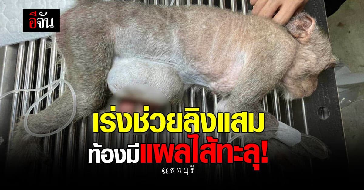 สบอ.1 สาขาสระบุรี เข้าช่วย ลิงแสมไส้ทะลุหน้าท้อง