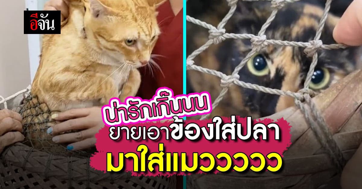 หมอโพสต์คลิปยาย เอา ข้องใส่ปลา ทำ กระเป๋าใส่แมว ชาวเน็ตแห่เอ็นดู