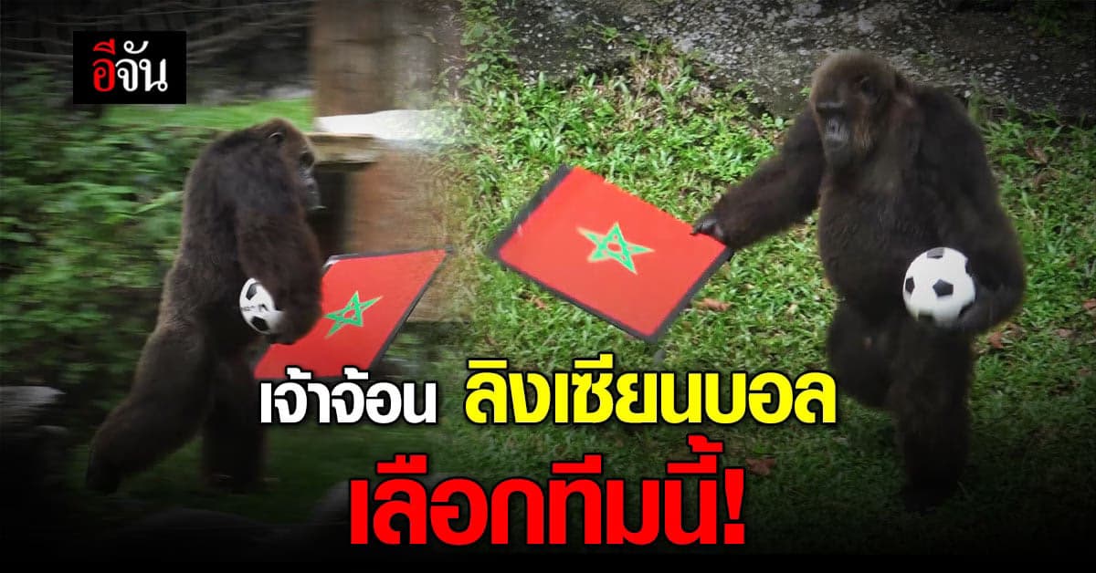 เจ้าจ้อน ลิงเซียนบอล ทายผล ฟุตบอลโลก ฝรั่งเศส-โมร็อกโก จ้อนเลือกทีมนี้