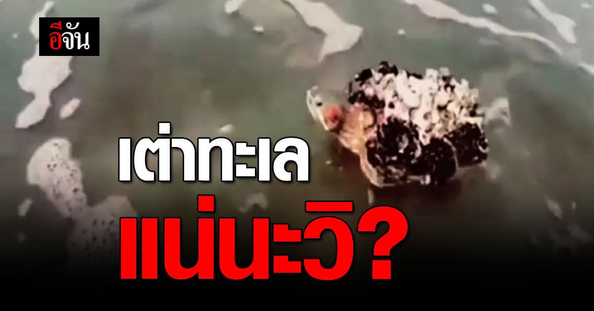 เต่าทะเลจริงไหม? หนุ่มโพสต์ช่วย เต่าทะเล โซเชียลถาม เต่าทะเลจริงเหรอ