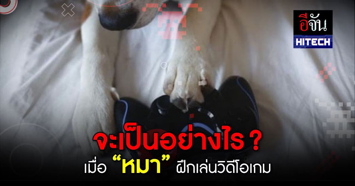 วิดีโอเกมสำหรับสุนัข เพื่อสุขภาพและพัฒนาการสัตว์เลี้ยงแสนรัก