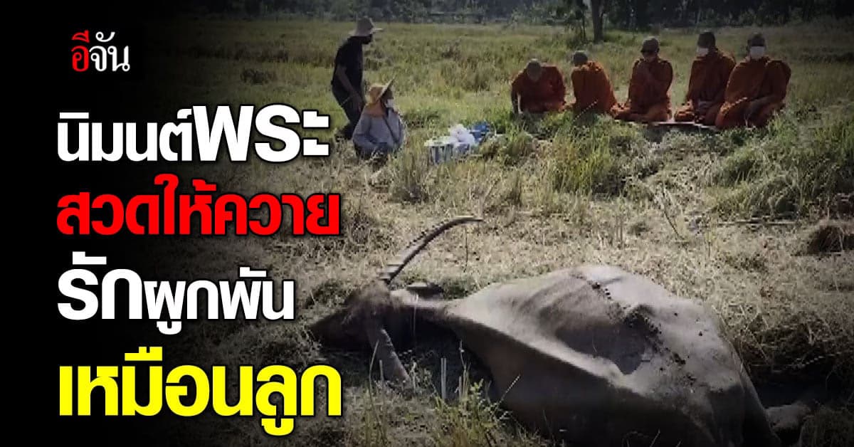 รักเหมือนลูก หญิงวัย 68 นิมนต์พระสวดศพควาย ผูกพัน 28 ปี