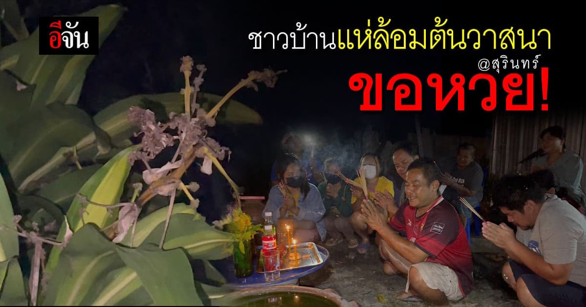 สุรินทร์ – ชาวบ้านแห่กันไป ขอหวย เลขเด็ด ต้นวาสนา งวดที่แล้วถูกเต็มๆ