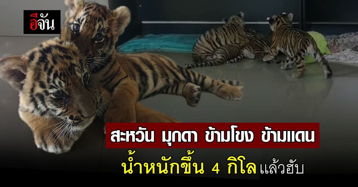 ลูกเสือโคร่งของกลาง อ้วนพี กินอิ่ม ร่าเริง