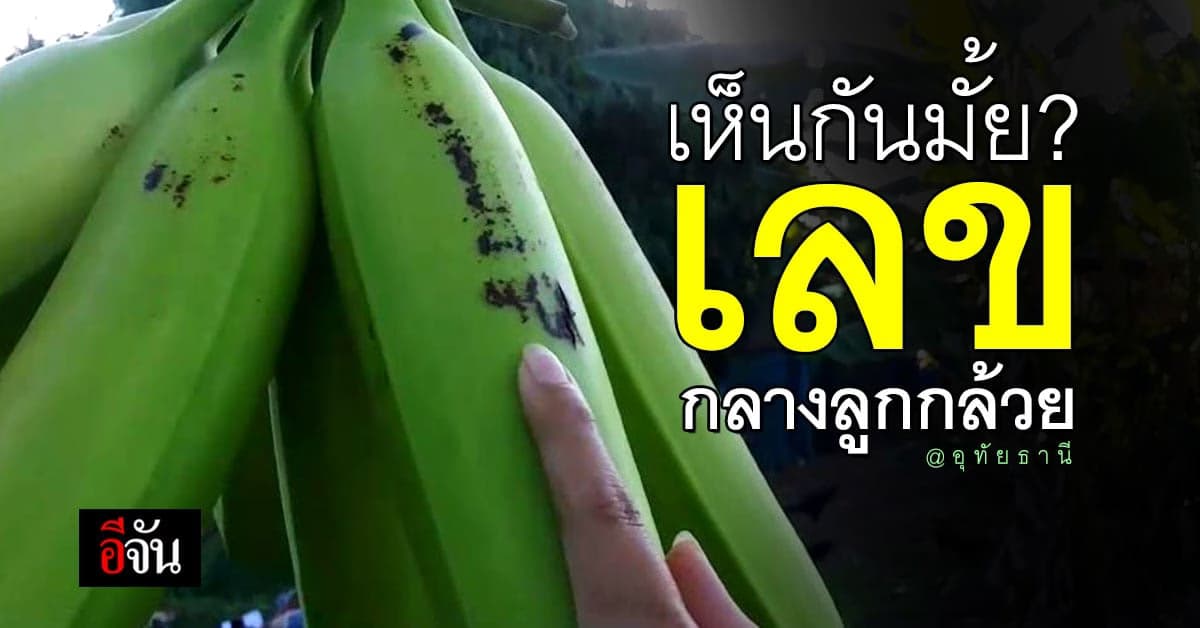 เลขขึ้นกลางลูกกล้วย อุทัยธานี เจ้าของเผย ตัดทิ้งหลายรอบ ไม่เคยออกลูก