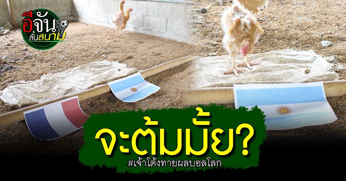 เจ้าโต้ง ไก่เบตง เลือก ฟ้าขาว หลังฟาร์มไก่ จัดทายผลคู่ชิง บอลโลก 2022