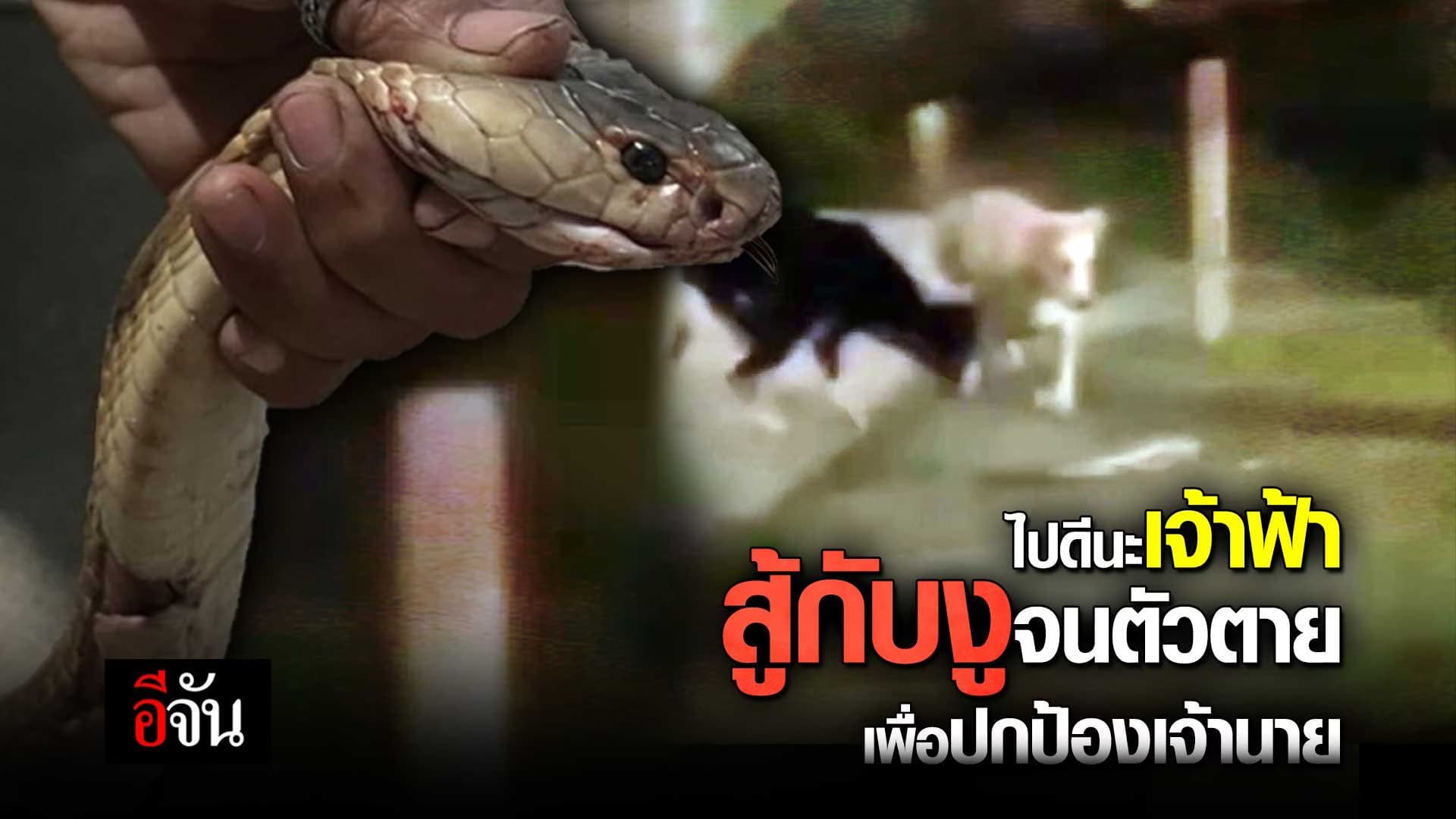 🎬 ไปดีนะ เจ้าฟ้า สู้กับงู จนตัวตาย เพื่อปกป้องเจ้านาย