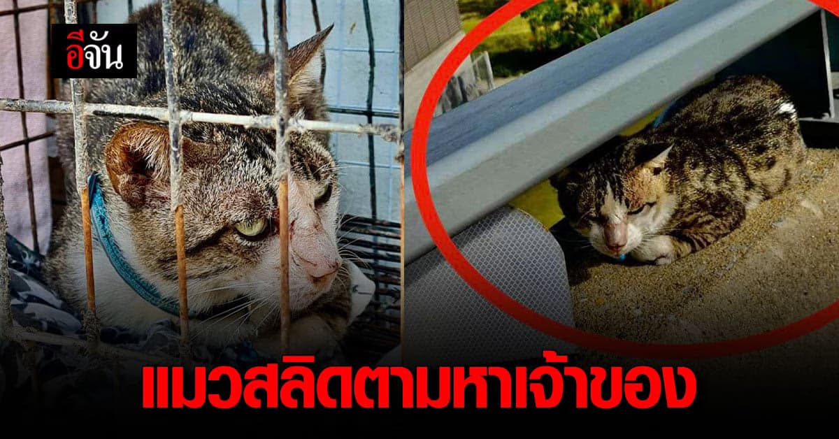 จราจรทางพิเศษ ช่วย น้องแมวลายสลิด นอนอยู่บน ทางด่วน เร่ง ตามหาเจ้าของ