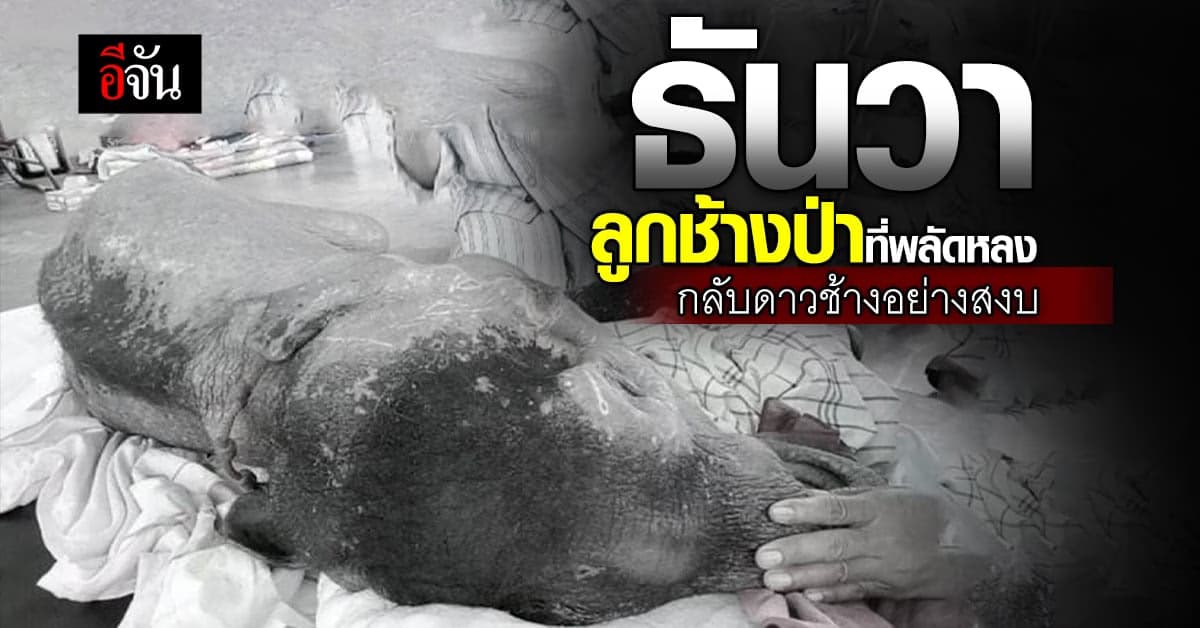 สุดเศร้า! ธันวาลูกช้างป่าพลัดตกเขา ตายแล้ว หลังรักษามากว่า 3 สัปดาห์