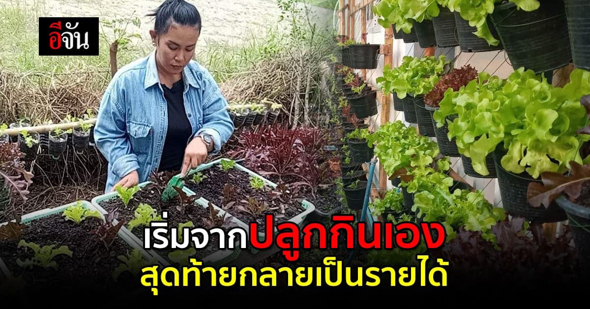 จากความชอบสู่อาชีพ ปลูกผักสลัดสร้างรายได้