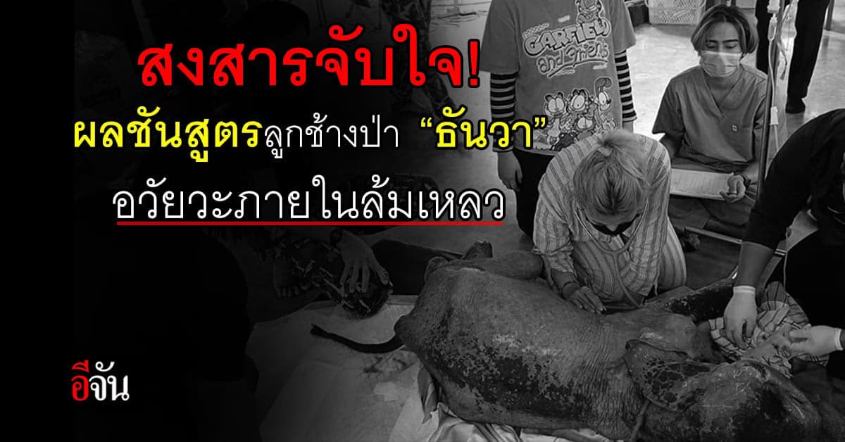 ไม่เจ็บแล้ว! เปิดผลชันสูตรลูกช้างป่า “ธันวา” พบอวัยวะภายในล้มเหลว
