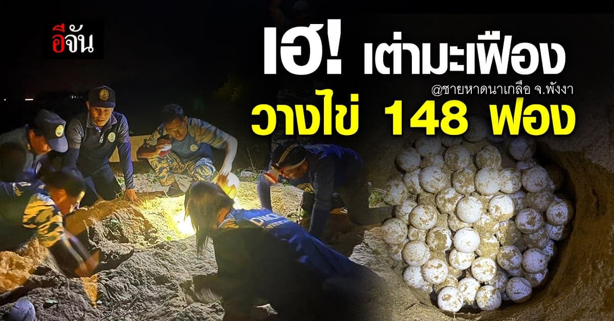 เฮ! เต่ามะเฟืองวางไข่ 148 ฟอง ที่ชายหาดนาเกลือ จ.พังงา