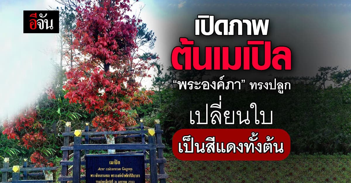 เปิดภาพ ต้นเมเปิล “พระองค์ภา” ทรงปลูก เปลี่ยนใบเป็นสีแดงทั้งต้น