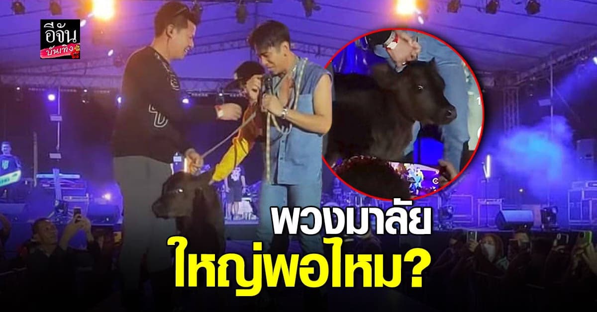 ฮาลั่น แฟนเพลงสระบุรี จัดของขวัญให้ก้อง ห้วยไร่ ตามคำขอลูกวัว 1 ตัว
