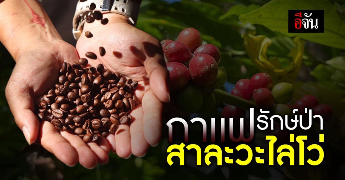 กาเเฟพันธุ์ไทย สาละวะไล่โว่ @กาญจนบุรี เสน่ห์ “กาเเฟรักษ์ป่า”