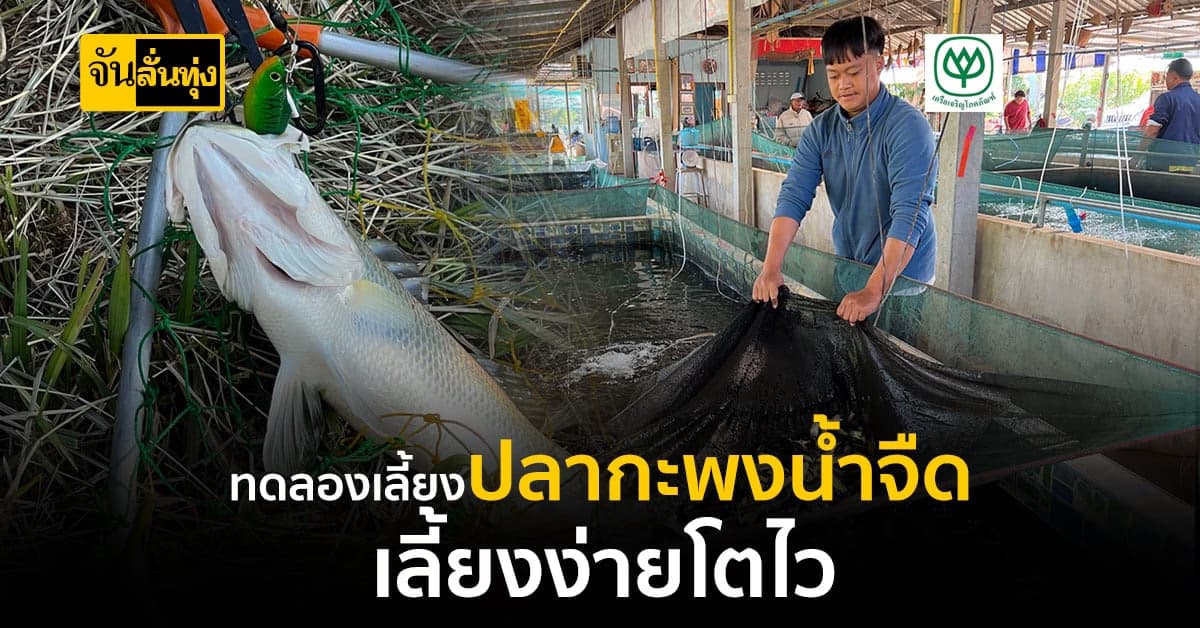 พิสูจน์แล้ว! เลี้ยงปลากะพงในน้ำจืด โตไวไม่มีโรค