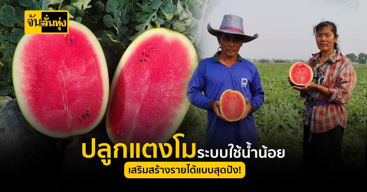 กรมส่งเสริมการเกษตรชู แตงโมหนองโดน เป็นต้นแบบการปลูกพืชใช้น้ำน้อย