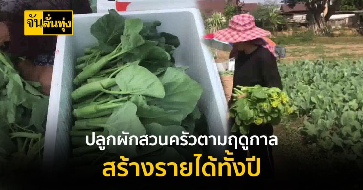 สาววัยกลางคน ปลูกผักสวนครัว แบบอินทรีย์ สร้างรายได้ ให้ครอบครัว