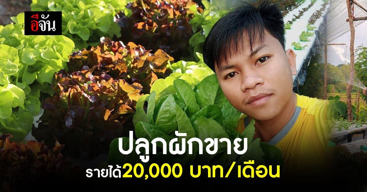 ปลูกผักในกล่องโฟม ตามยูทูป สร้างรายได้กว่า 20,000 บาท/เดือน